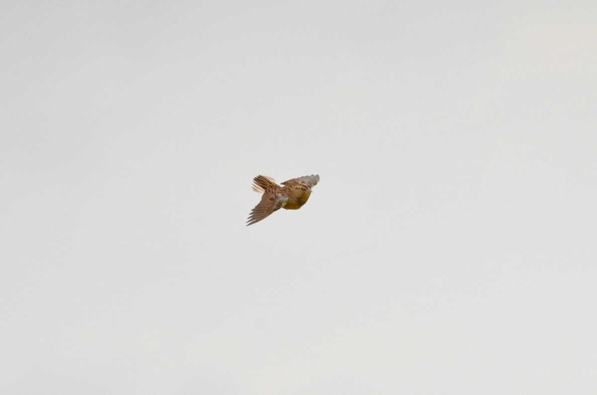Eastern Meadowlark - ML492392381