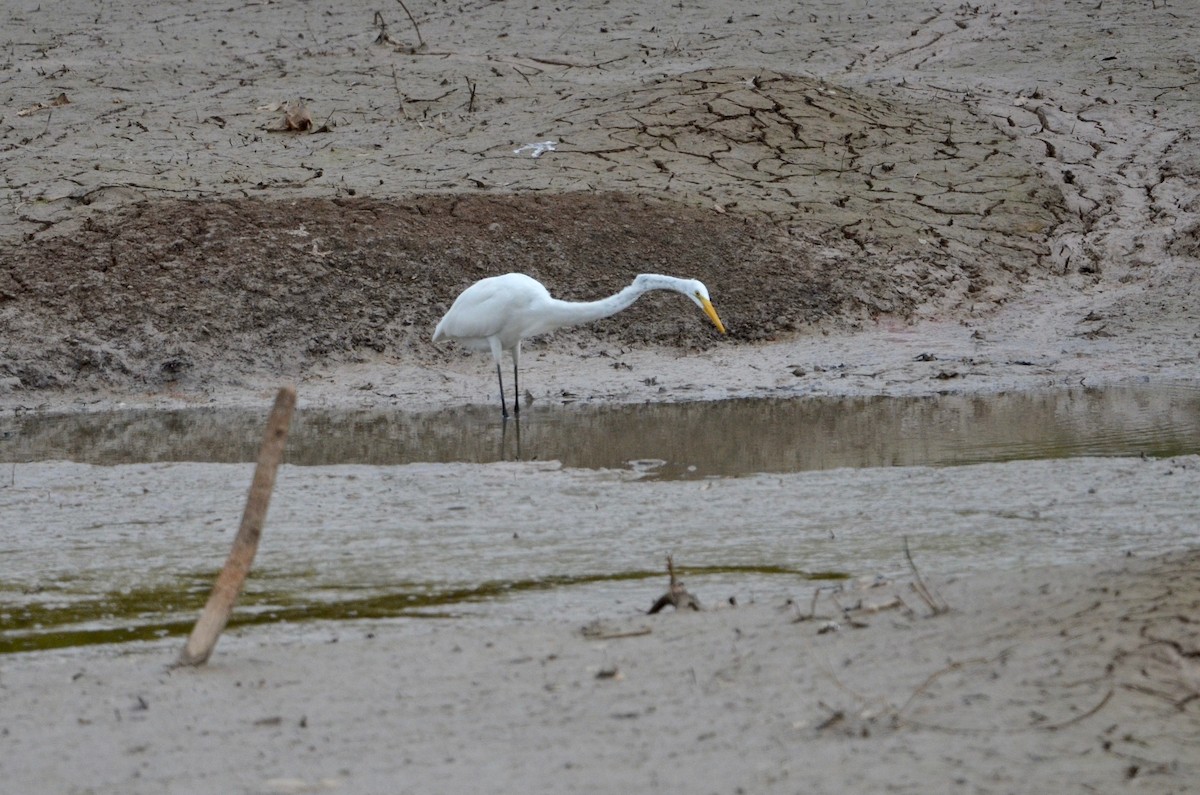 Great Egret - ML492392581