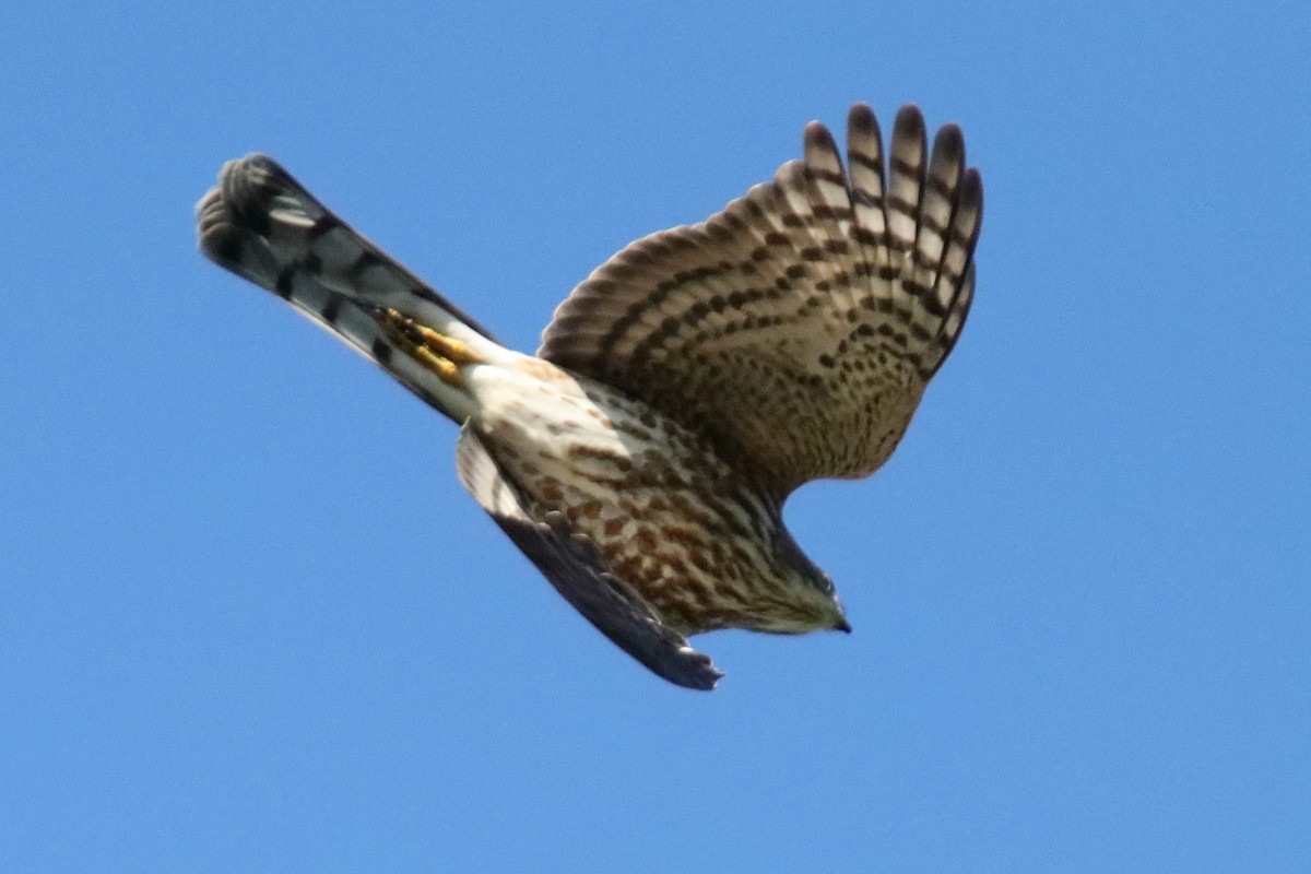 Sharp-shinned Hawk - Robert Mercer