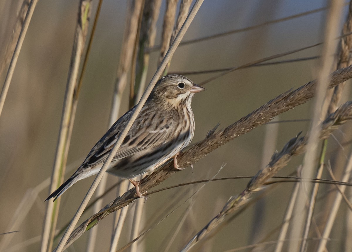 Savannah Sparrow (Ipswich) - ML492393251