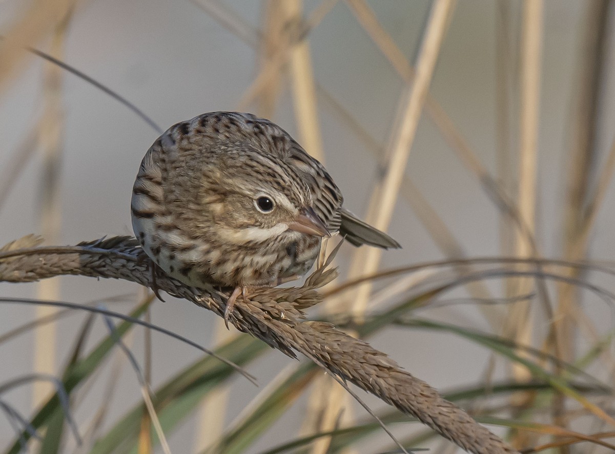 Savannah Sparrow (Ipswich) - Ronnie d'Entremont