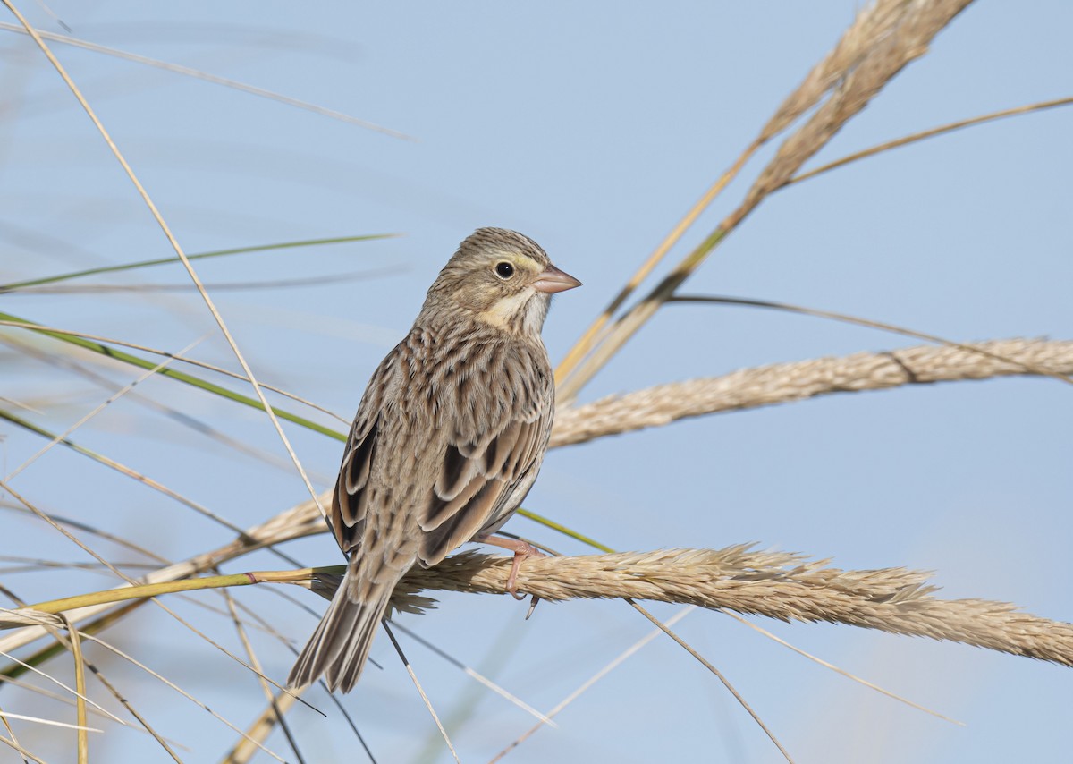 Savannah Sparrow (Ipswich) - Ronnie d'Entremont