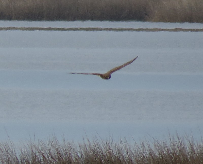 Aguilucho de Hudson - ML49239481