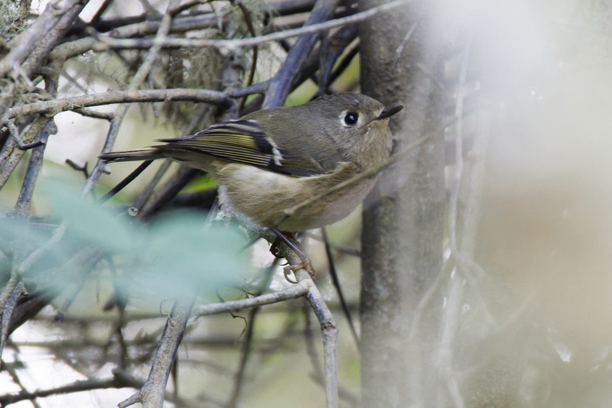 Ruby-crowned Kinglet - ML492395091