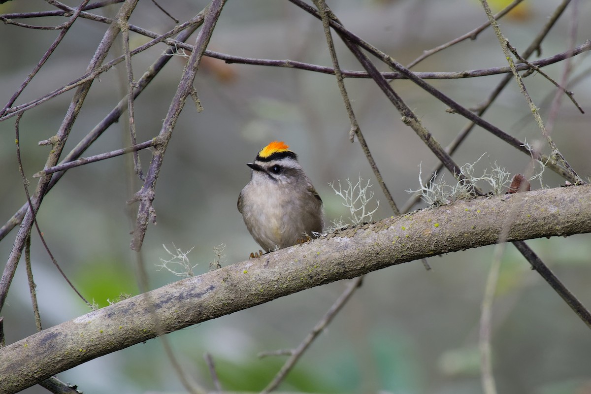 Golden-crowned Kinglet - ML492395121