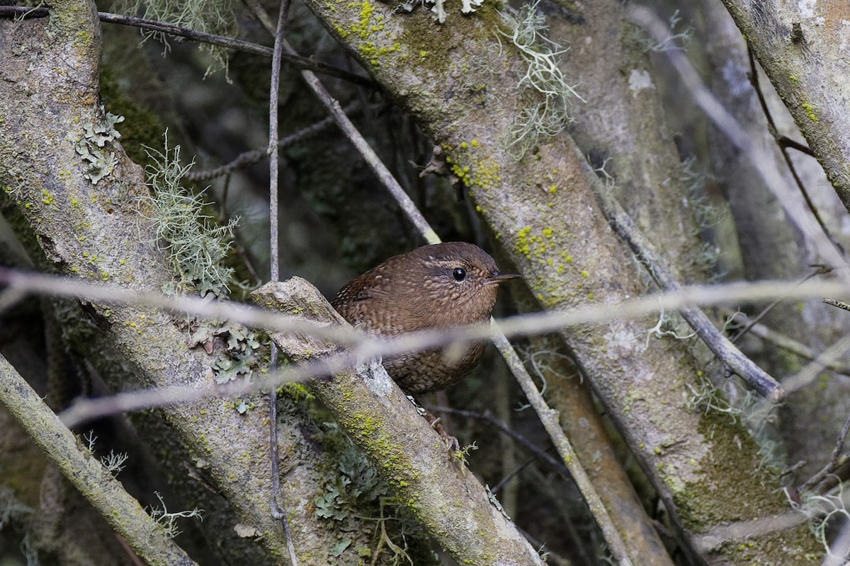 Pacific Wren - ML492395161