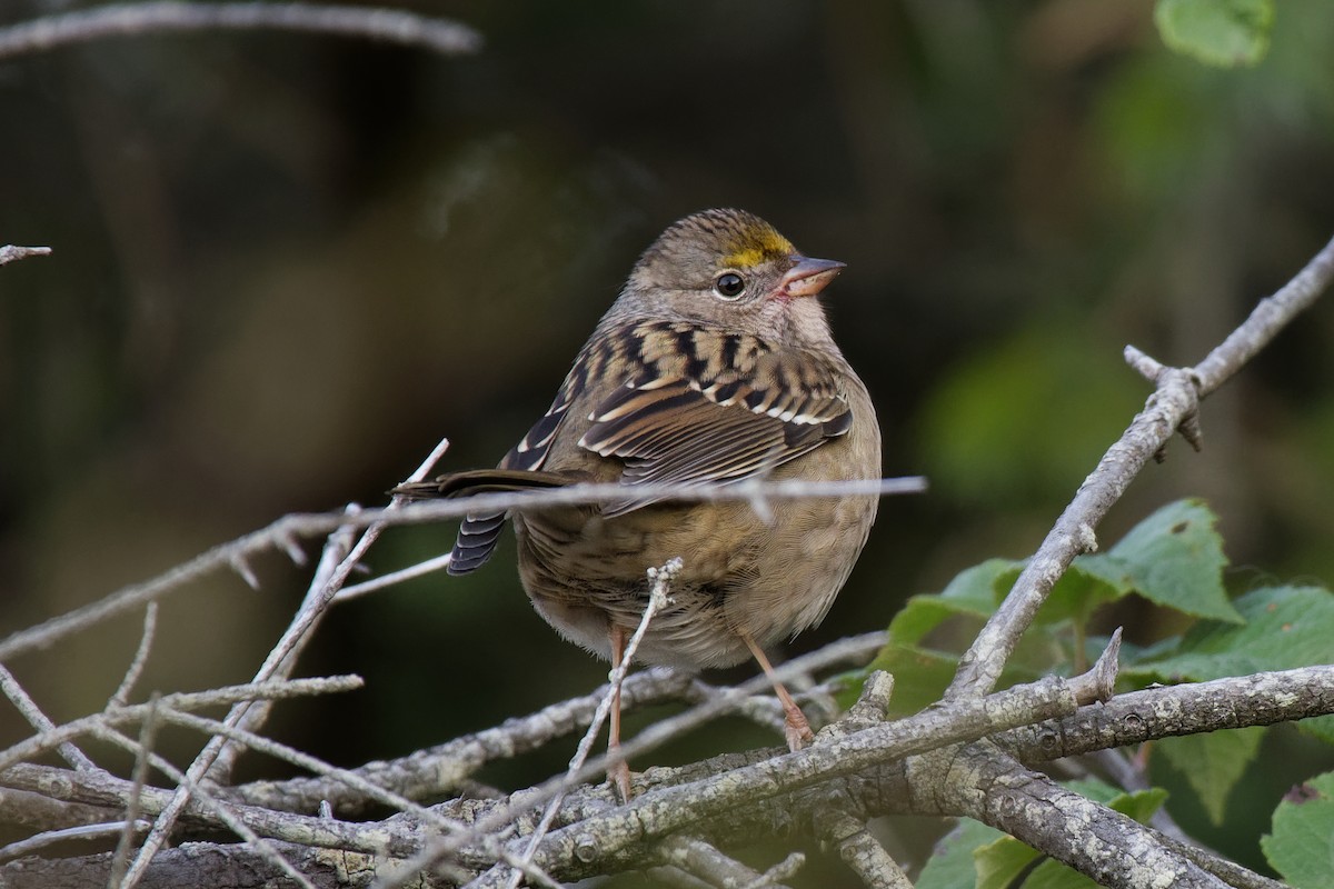 Golden-crowned Sparrow - ML492395191