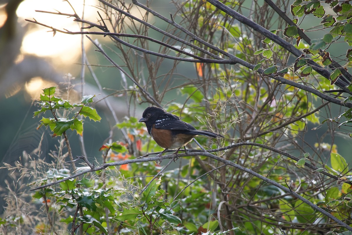 Spotted Towhee - ML492395211