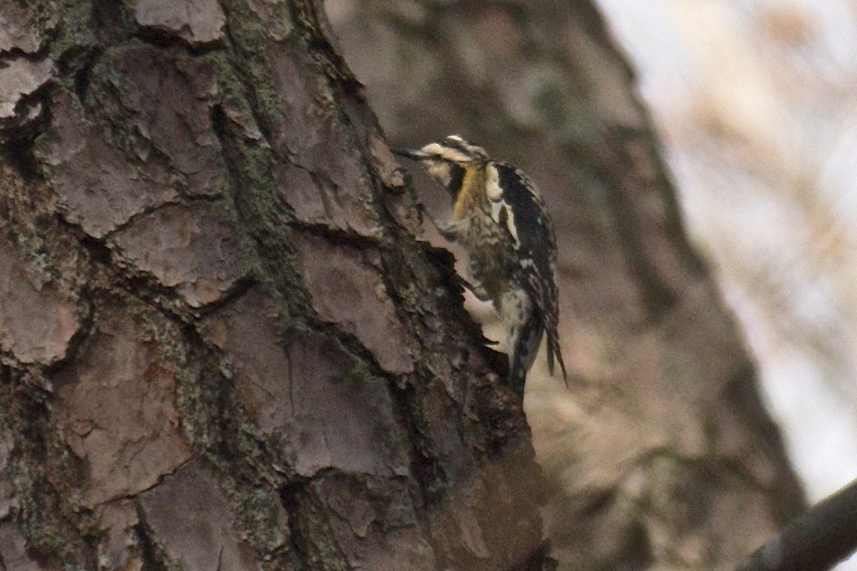 Yellow-bellied Sapsucker - ML49239531