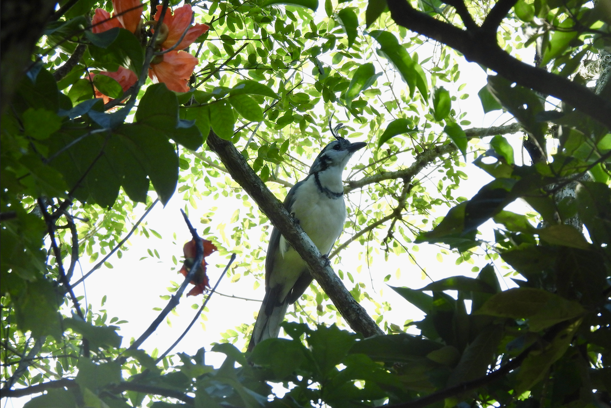 White-throated Magpie-Jay - ML492395821