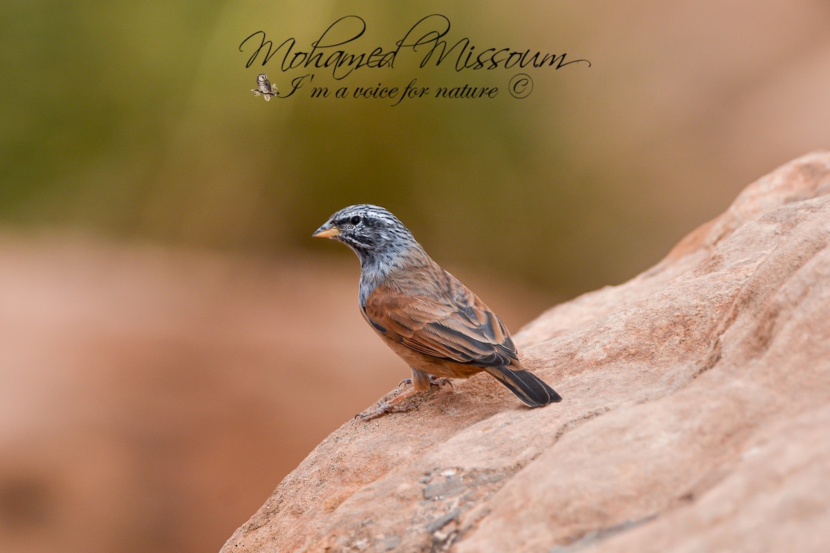 House Bunting - ML492396711