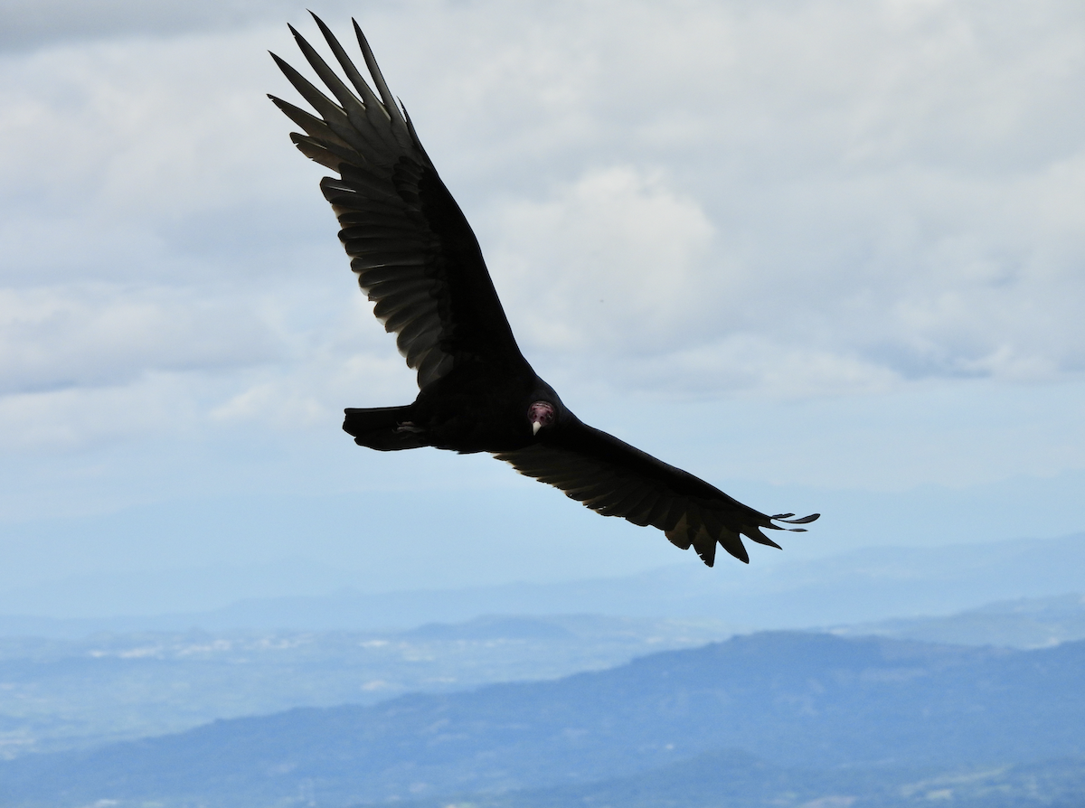 Turkey Vulture - ML492398501