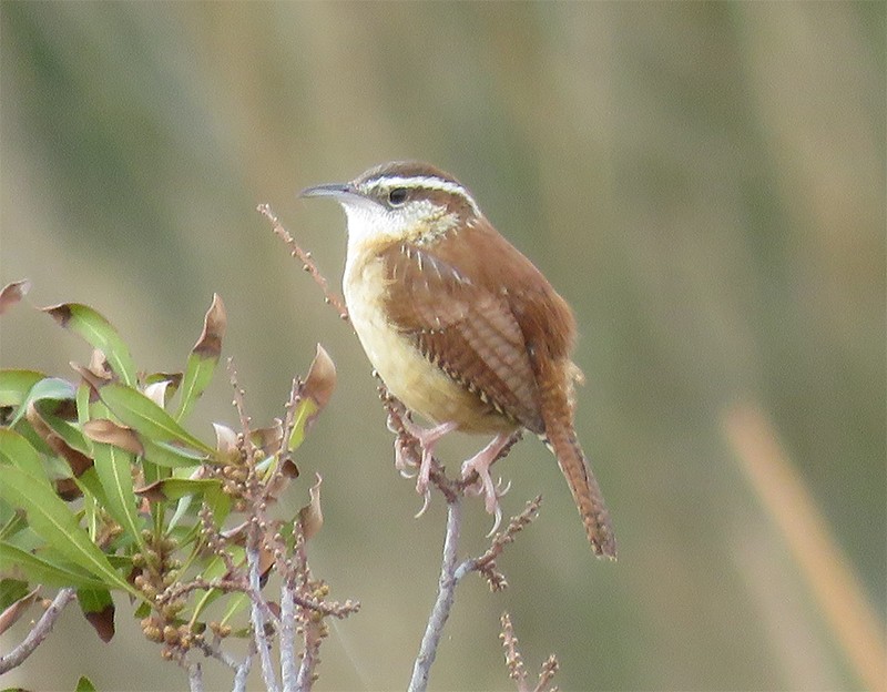 Carolina Wren - ML49239851