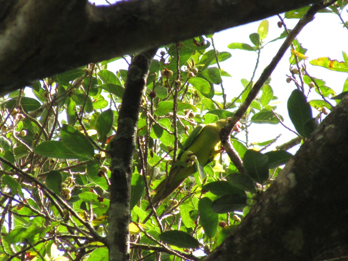 Pacific Parakeet - ML492398541