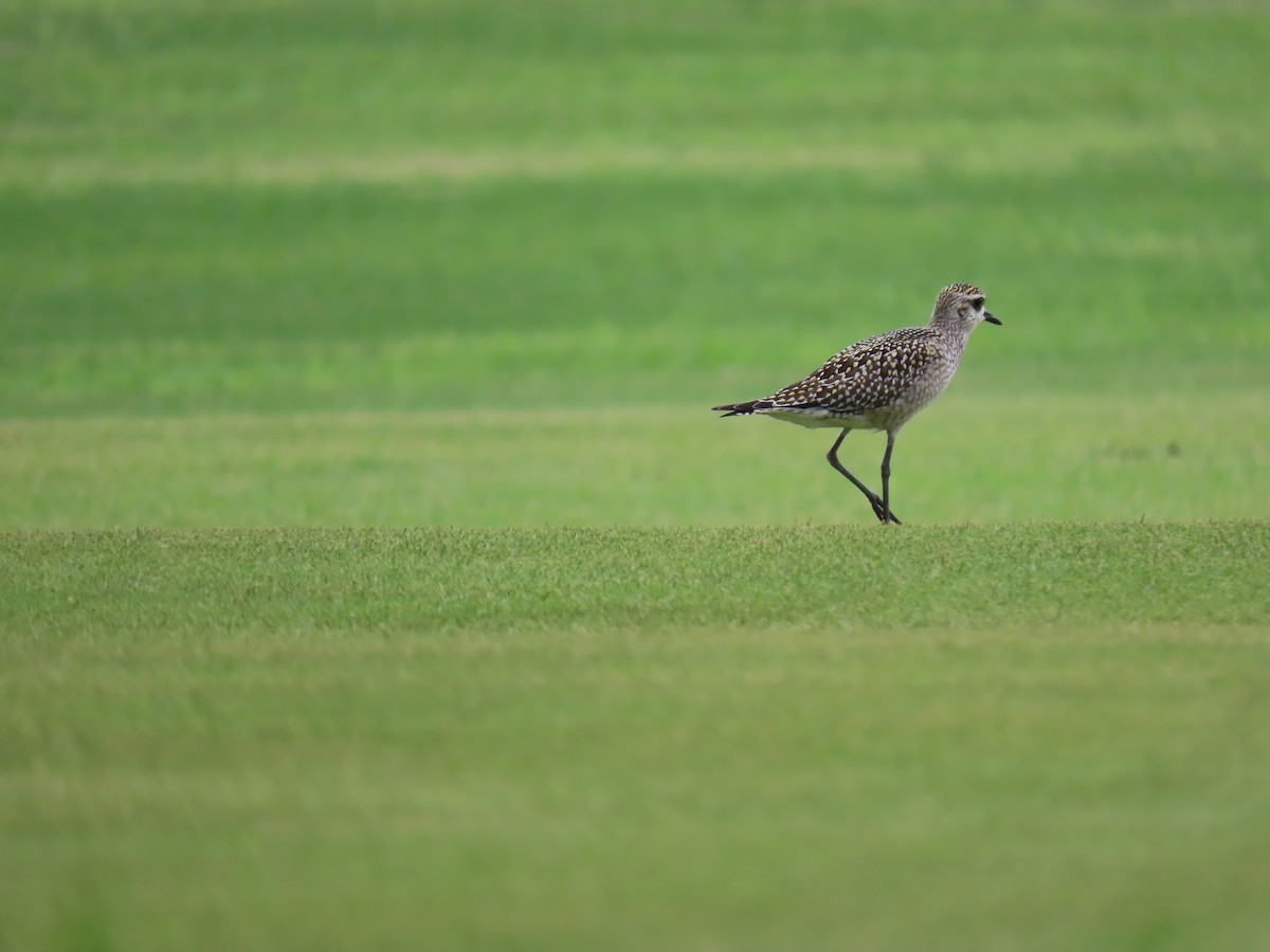 American Golden-Plover - ML492399091