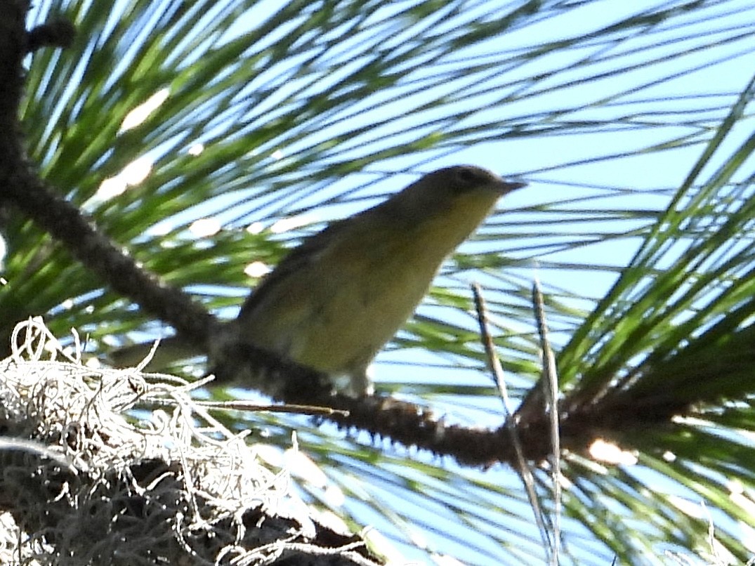 Pine Warbler - ML492400031