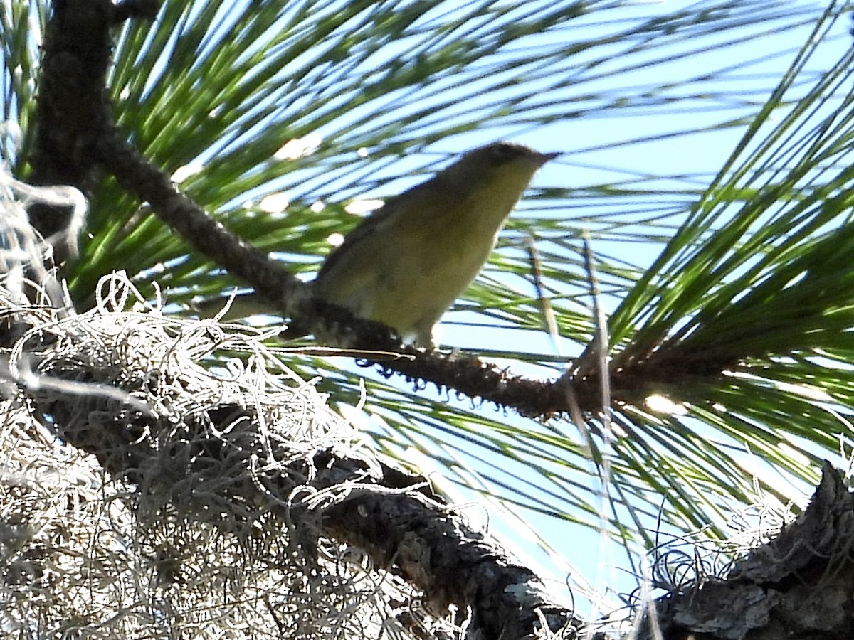 Pine Warbler - ML492400041