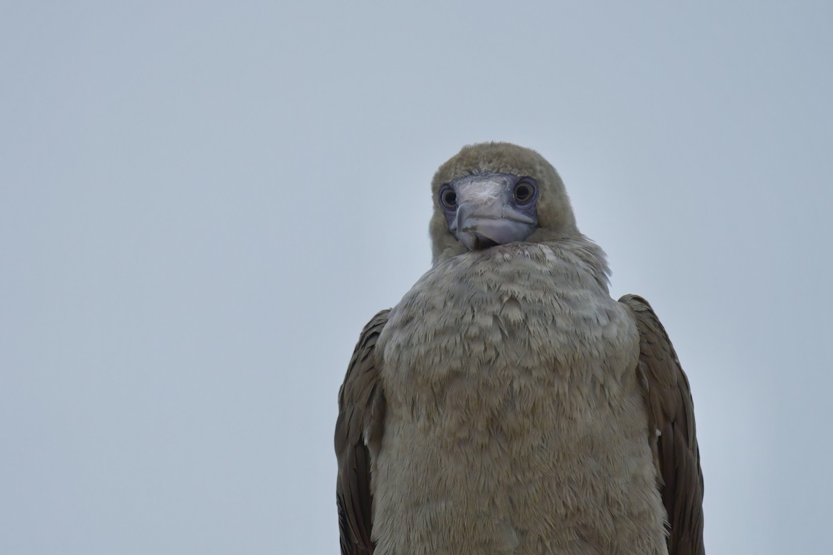 Red-footed Booby - ML492401791