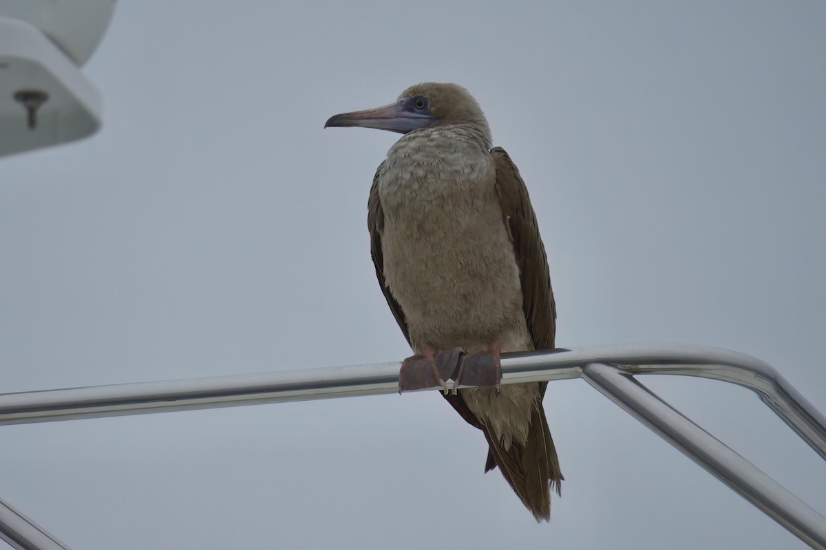 Red-footed Booby - ML492401821