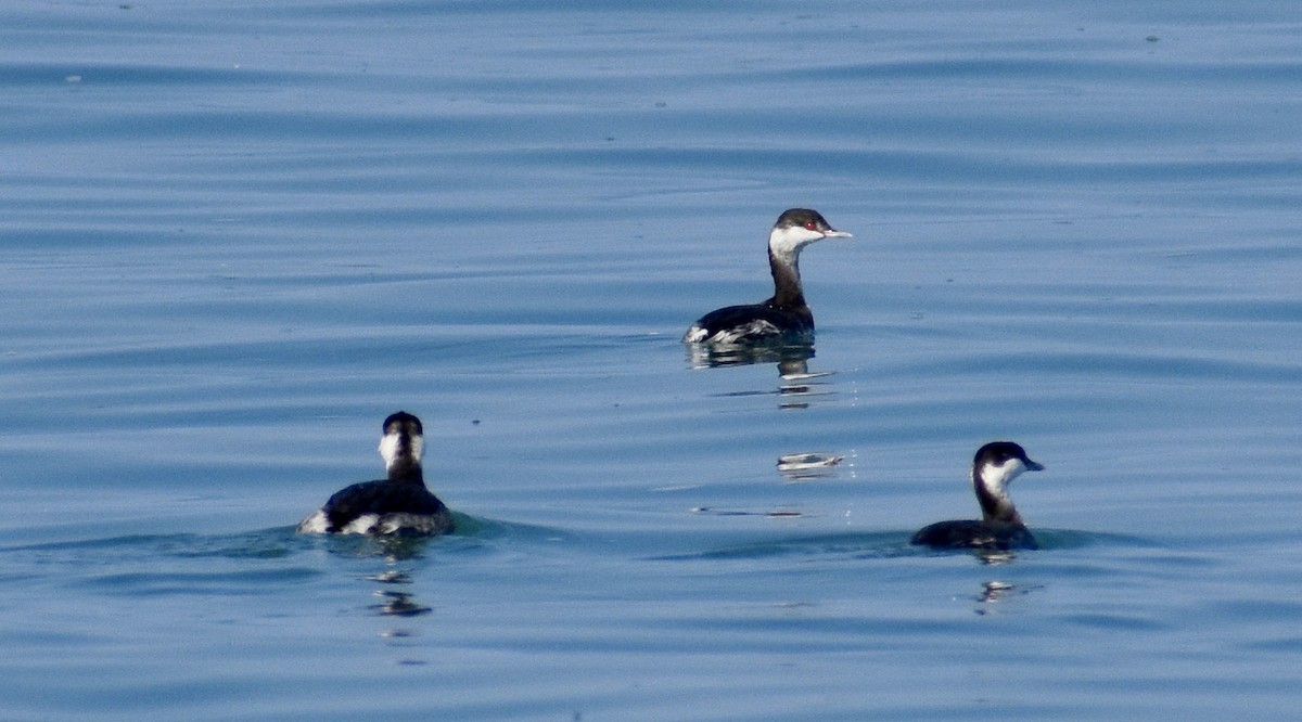 Horned Grebe - ML492402561