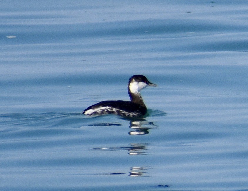 Horned Grebe - ML492402571