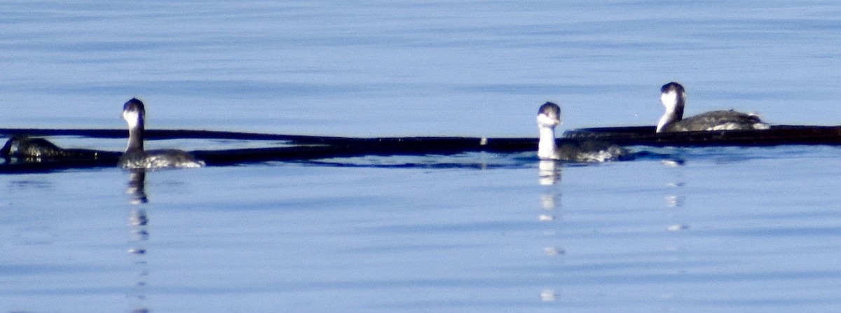 Horned Grebe - ML492402581