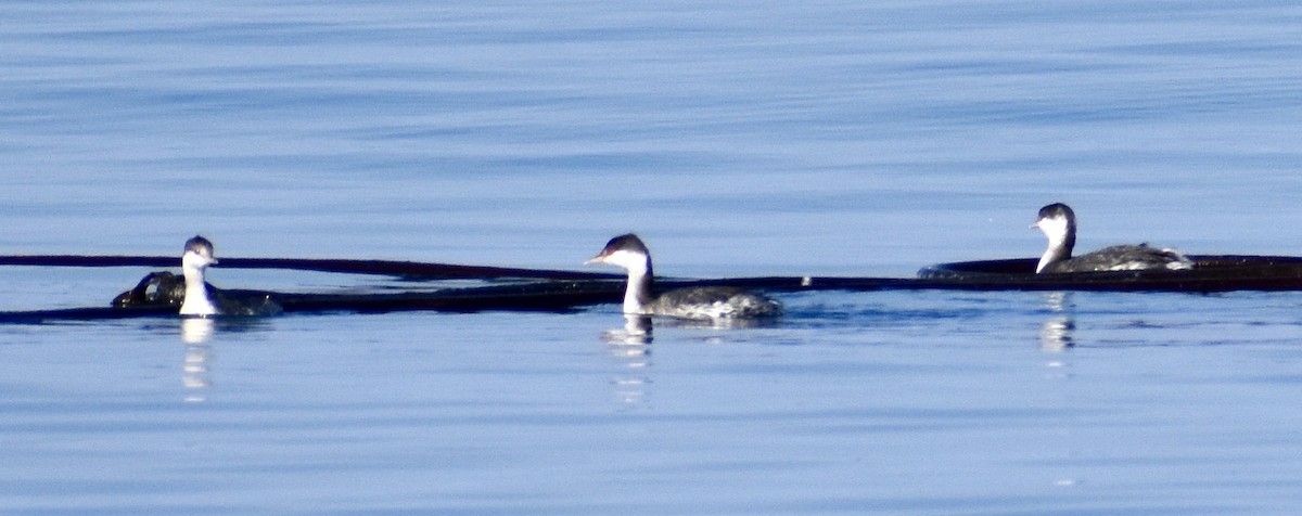 Horned Grebe - ML492402591