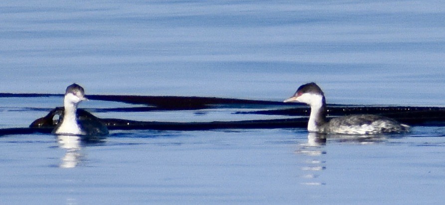Horned Grebe - ML492402601