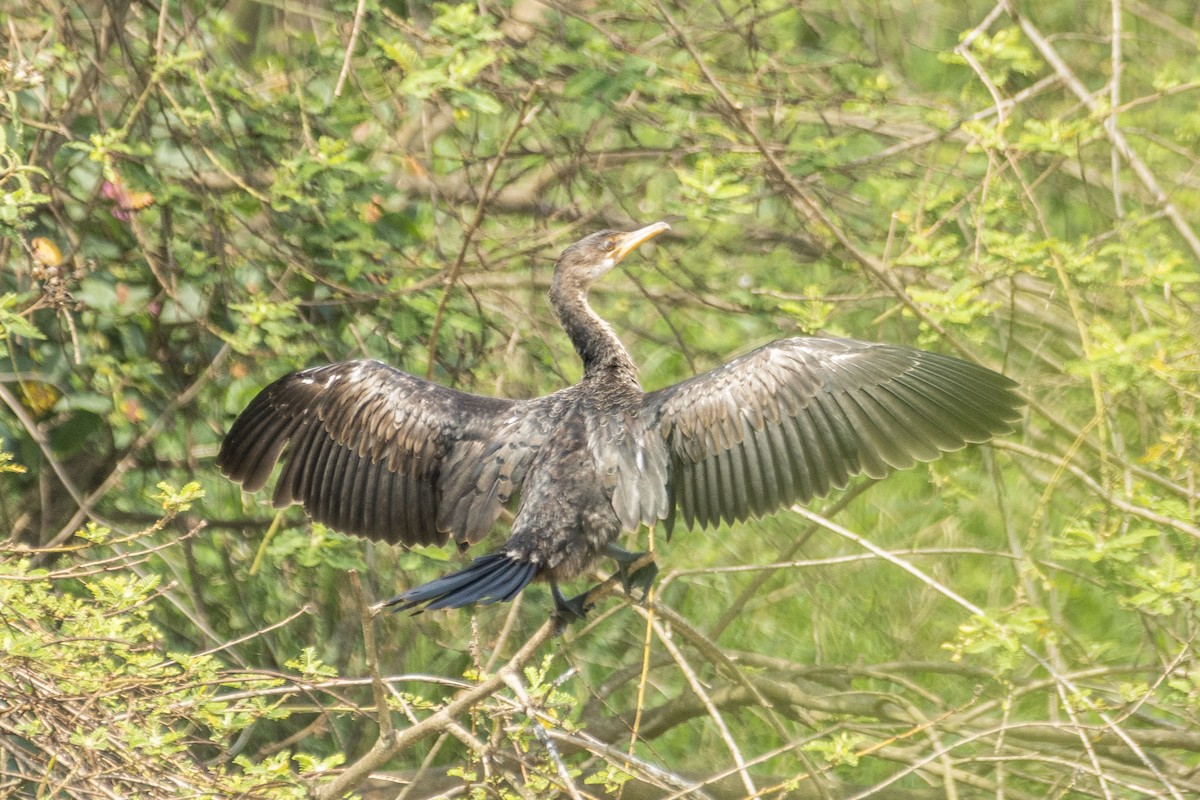 Long-tailed Cormorant - Dinesh Kumar