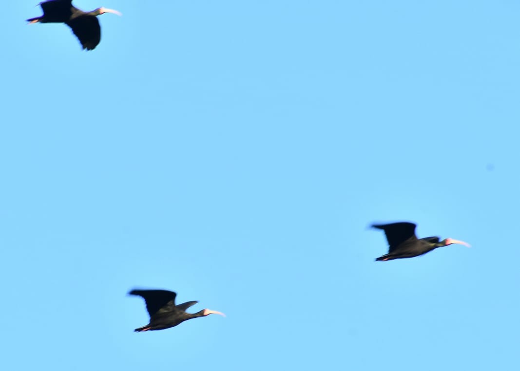 ibis tmavý - ML492403171