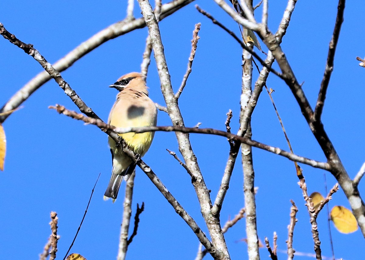 Cedar Waxwing - ML492404061