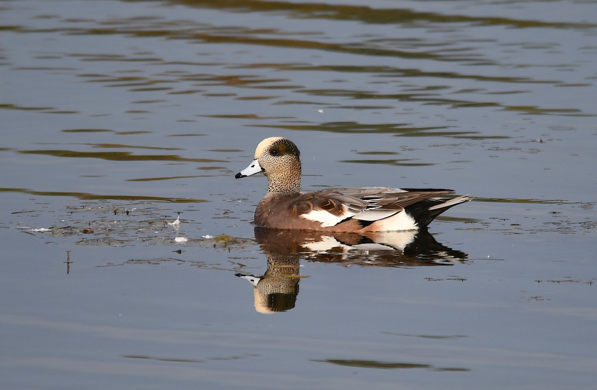 American Wigeon - ML492405211