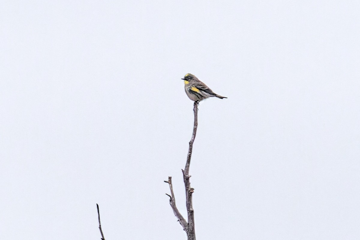 Yellow-rumped Warbler (Audubon's) - ML492406641