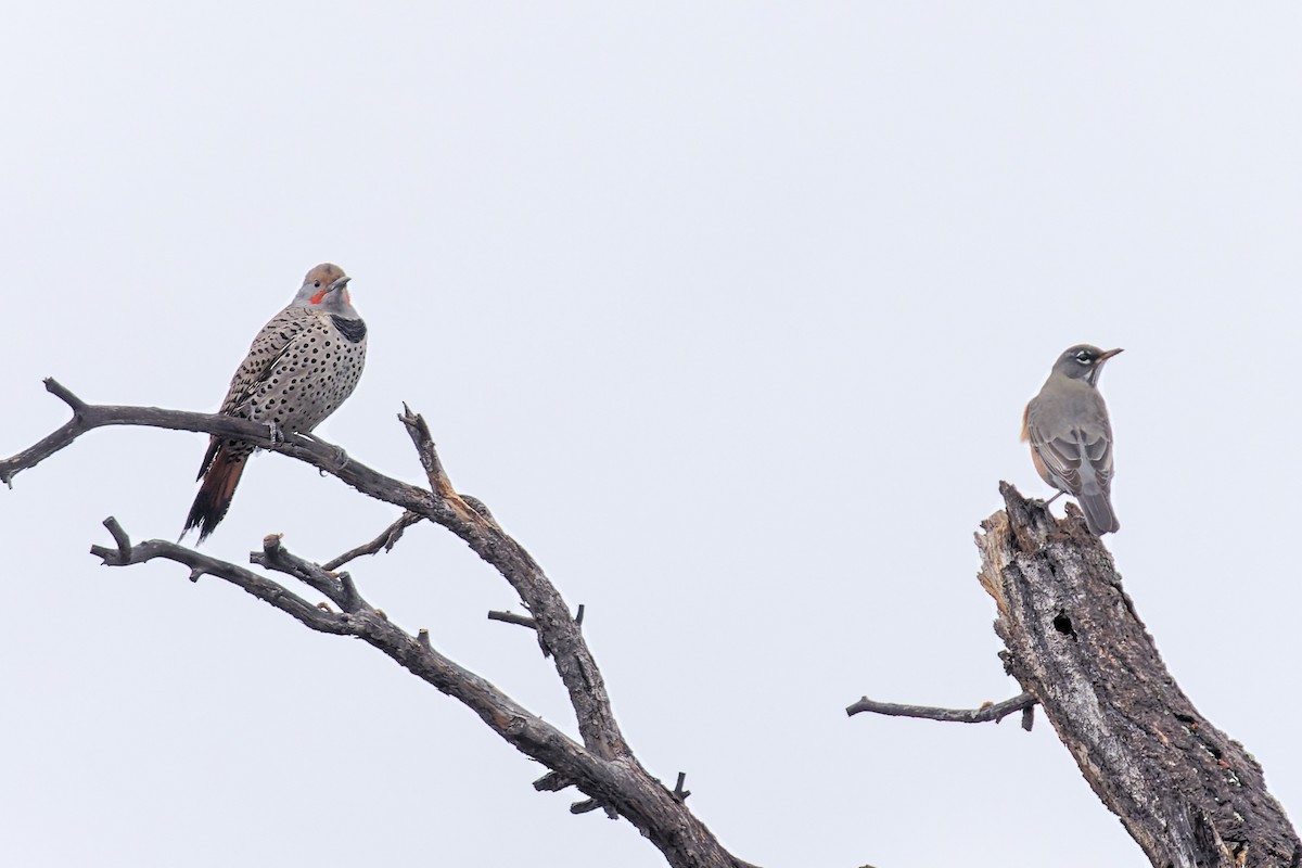 Northern Flicker (Red-shafted) - ML492406771