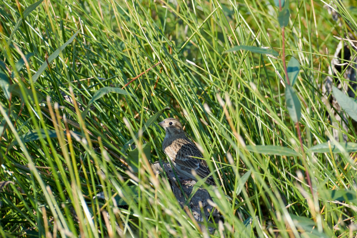 Chestnut-collared Longspur - ML492406821