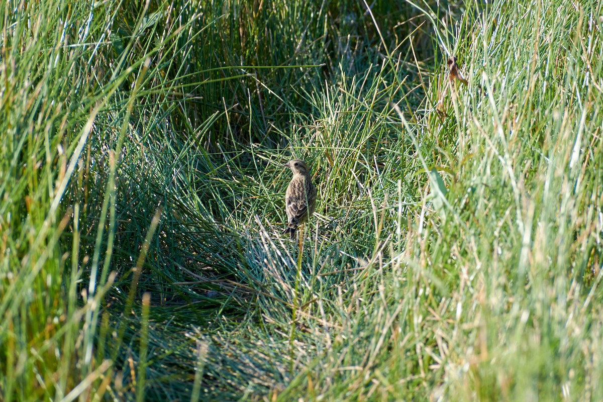 Chestnut-collared Longspur - ML492406931