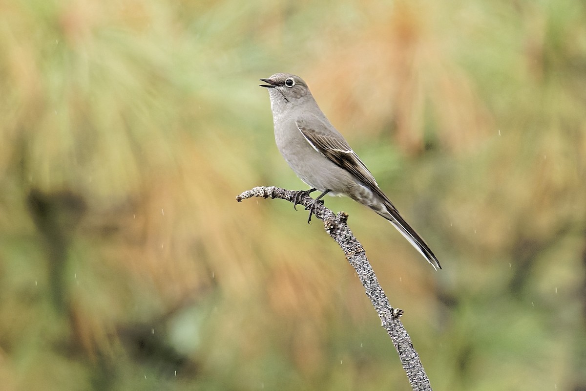 Townsend's Solitaire - ML492406991