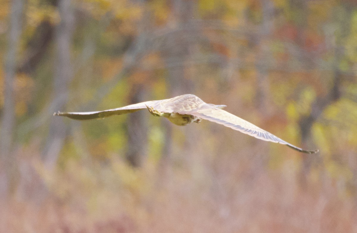 American Bittern - ML492409351