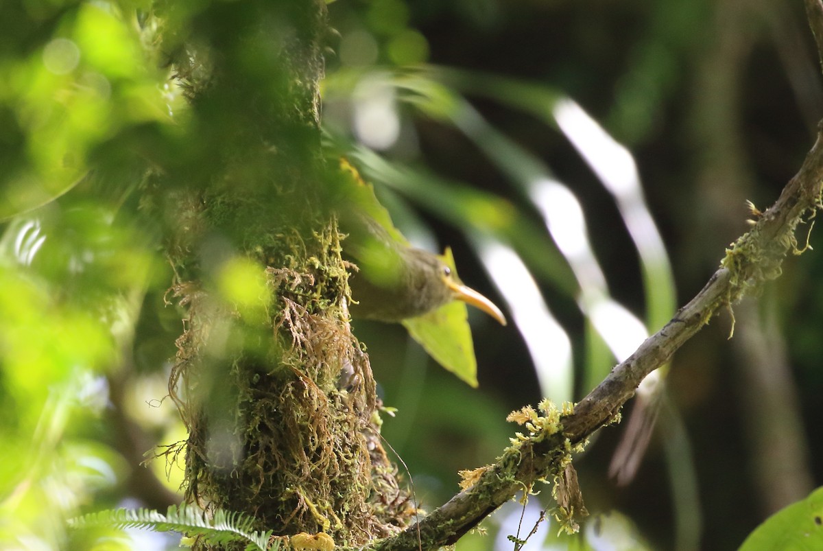 Chattering Giant-Honeyeater - ML492409581