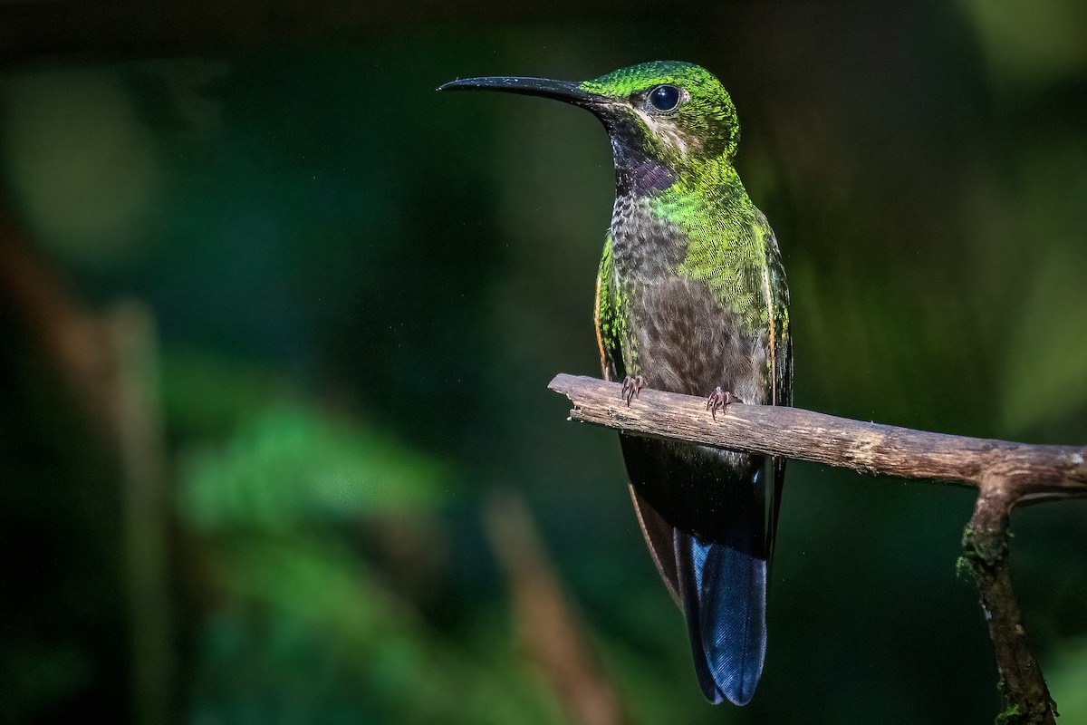 Black-throated Brilliant - Michael Ortner