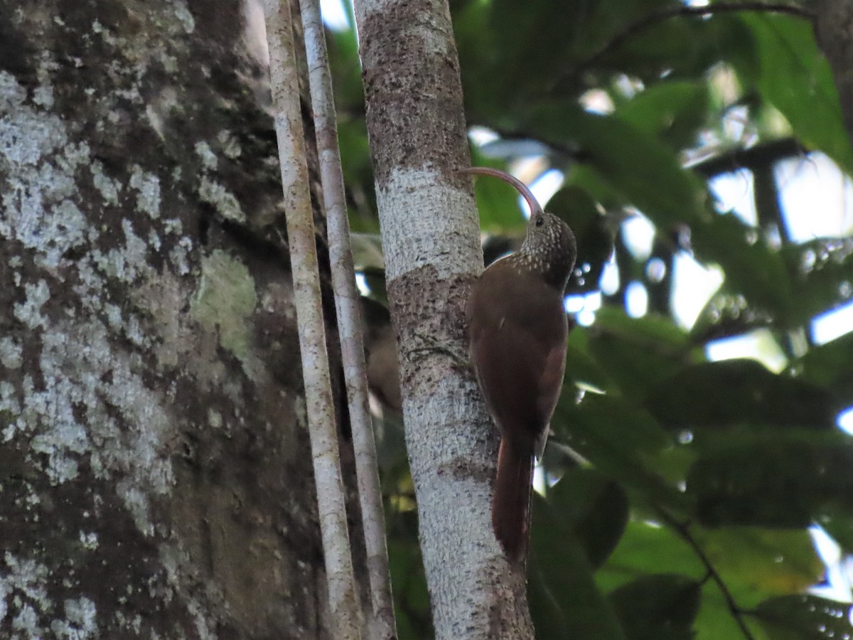 Curve-billed Scythebill - Hugo Foxonet