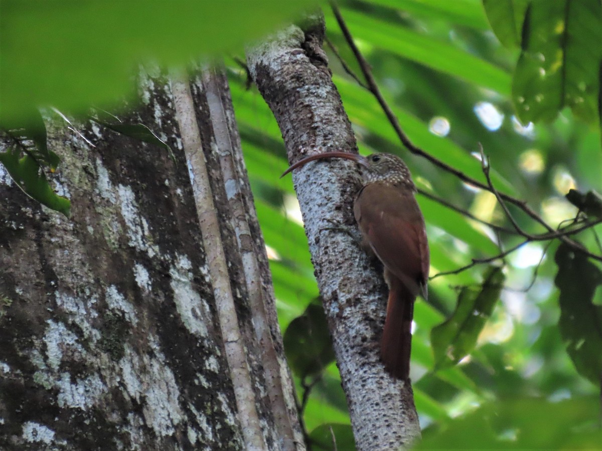 Curve-billed Scythebill - ML492410561