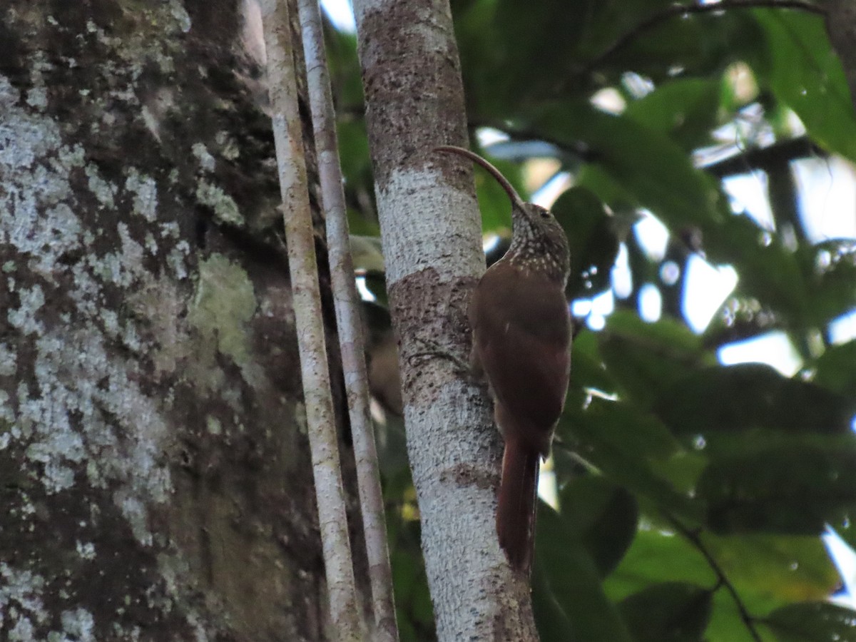 Curve-billed Scythebill (Curve-billed) - ML492410571