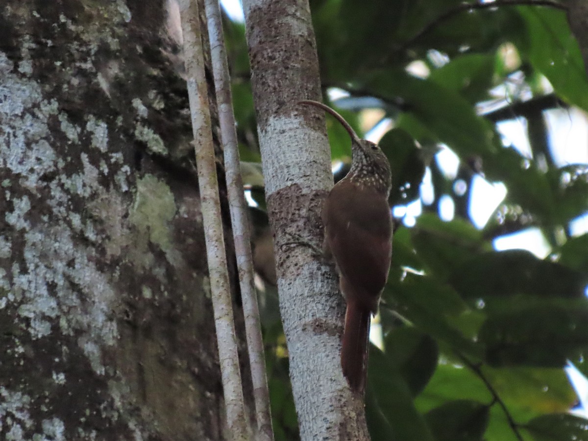 Curve-billed Scythebill - Hugo Foxonet