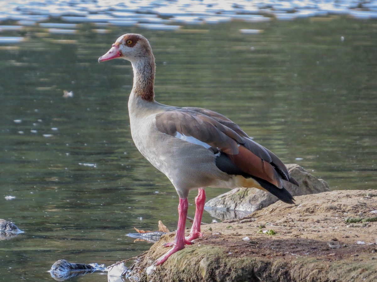 Egyptian Goose - ML492410601