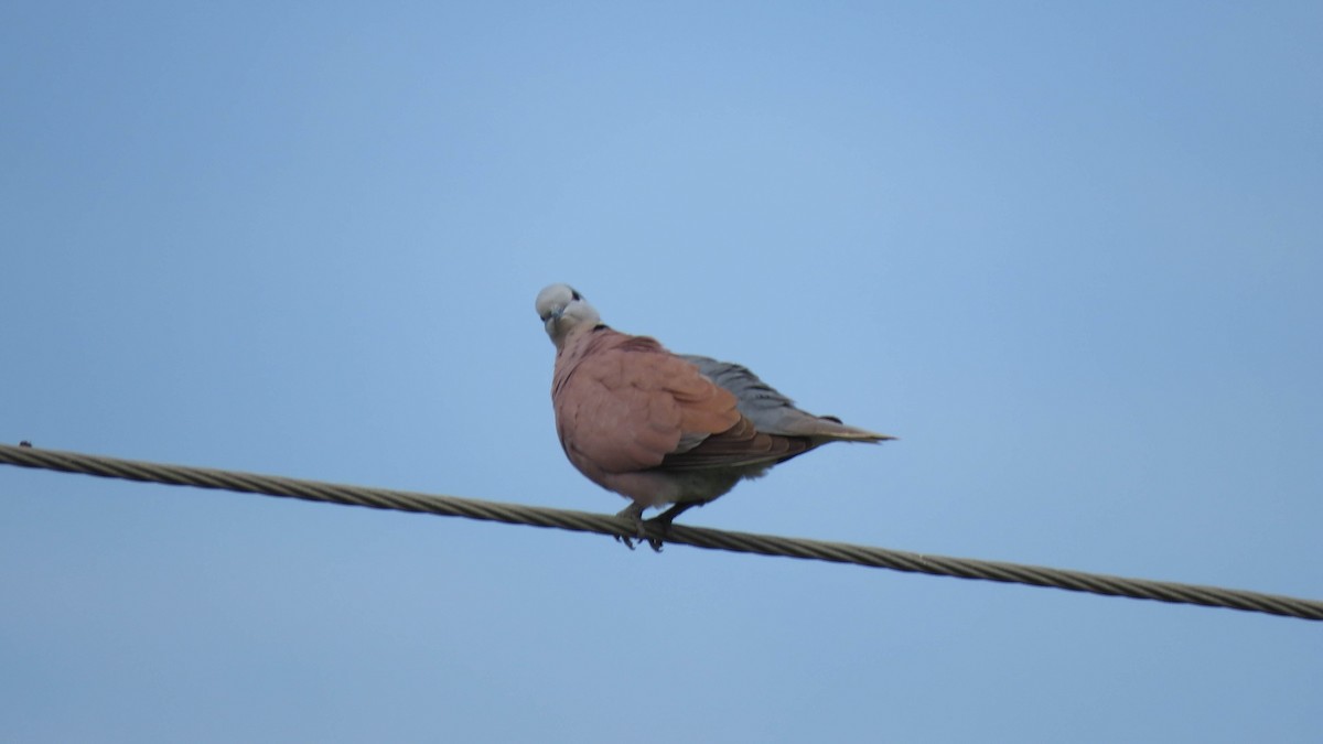 Red Collared-Dove - ML492411051