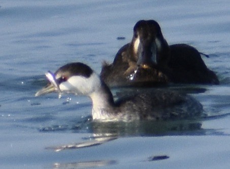 Horned Grebe - ML492411101