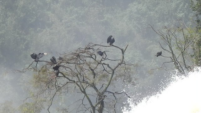 Black Vulture - ML492412991