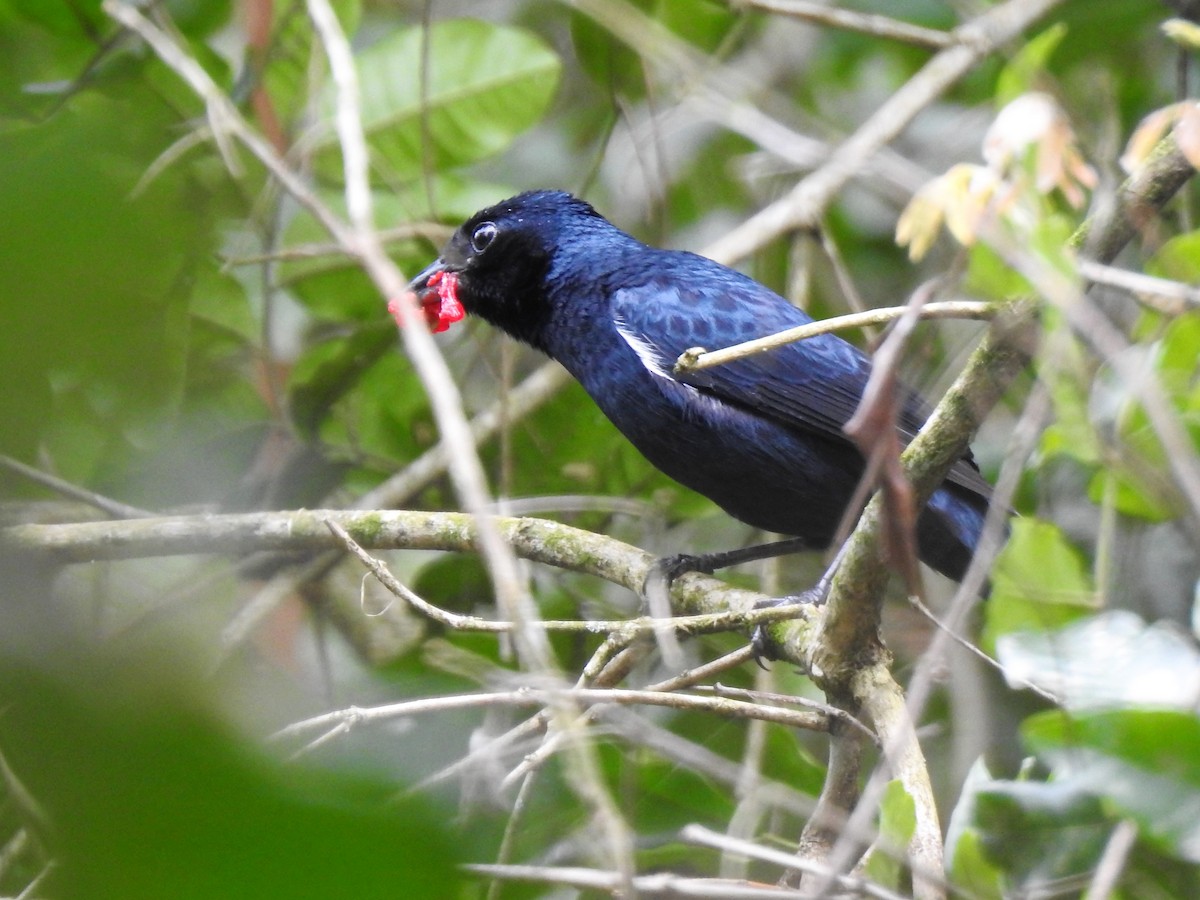 Ruby-crowned Tanager - Diego Castelli