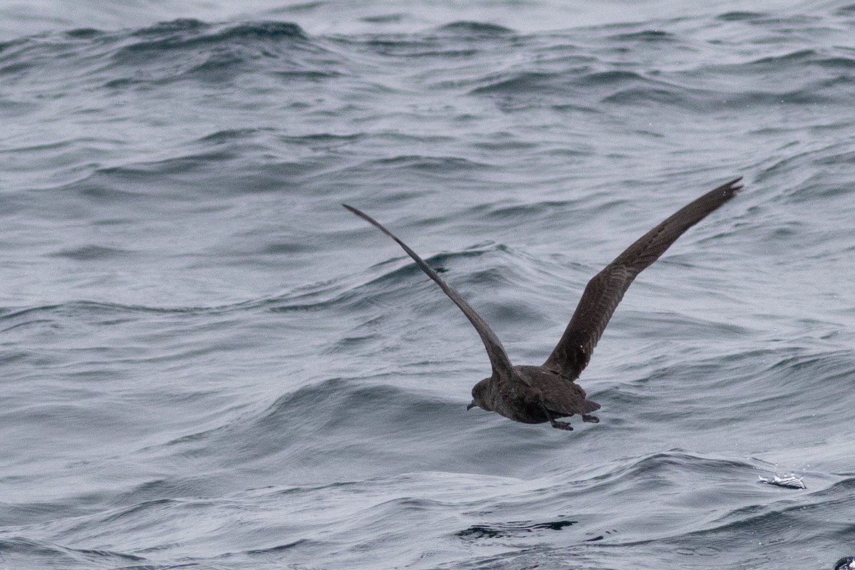 Short-tailed Shearwater - ML492416071